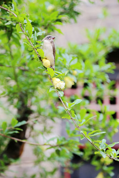 石榴花与小鸟