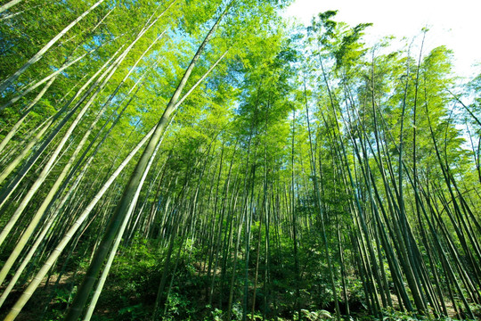 竹林 竹子 竹叶