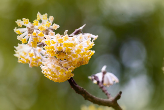 结香花