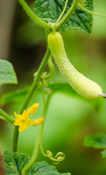 菜园里的黄瓜