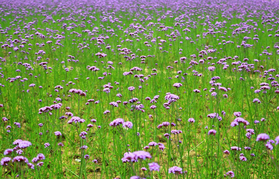 紫色花草地