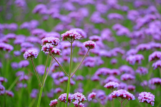 花草地