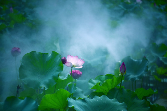 意境荷花