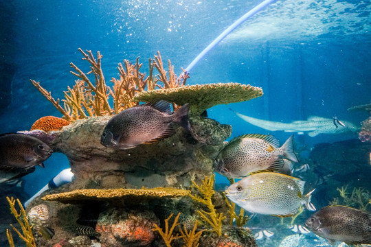 海底世界 珊瑚 鱼缸背景