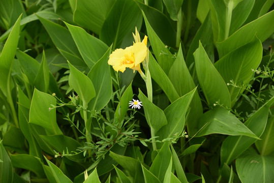 黄花
