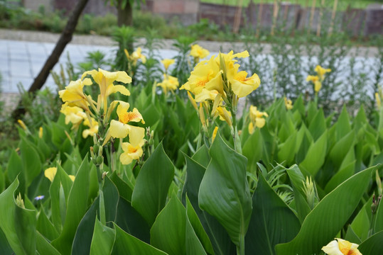 黄花