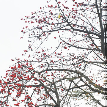 木棉花背景 红棉树