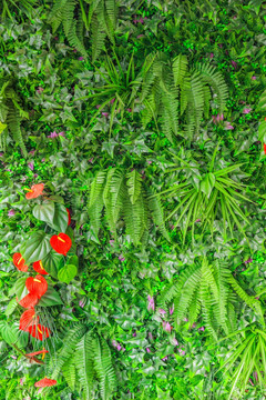 植物景观墙