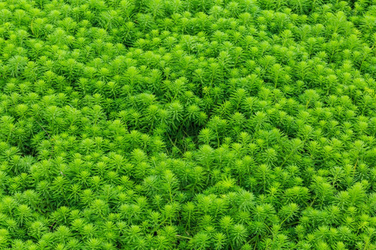绿色植物背景墙