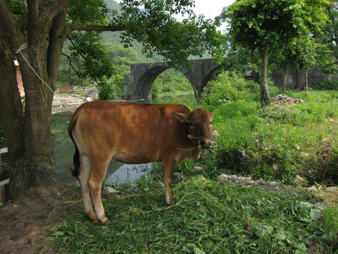 石拱桥与牛