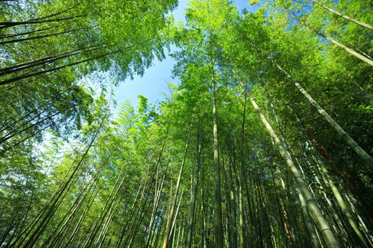 蜀南竹海 竹林