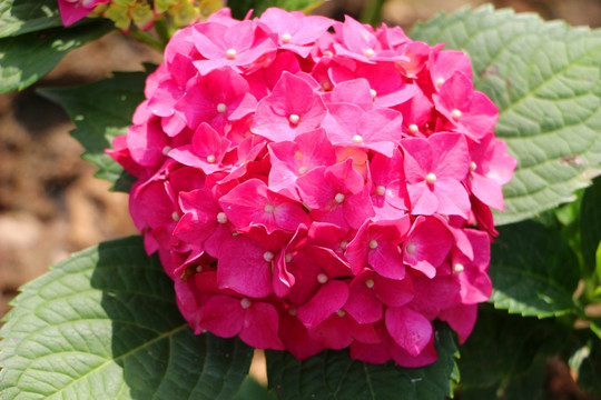 绣球花