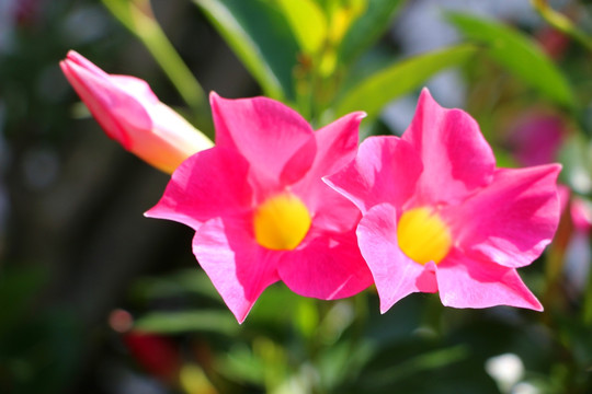 飘香藤花枝