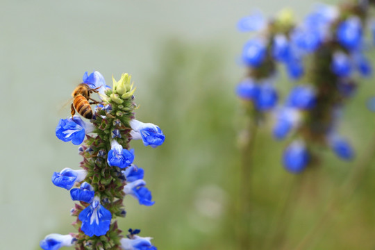 鼠尾草