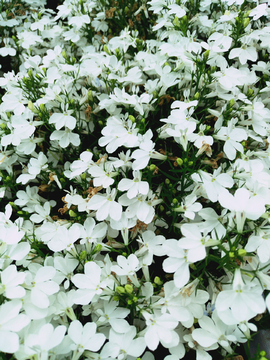 小白花
