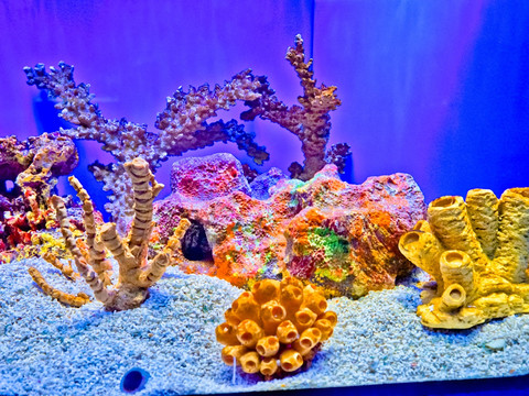 珊瑚 小丑鱼 鱼缸背景