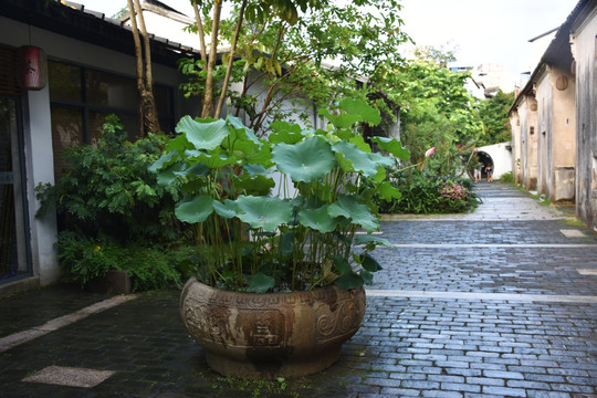 莲花
