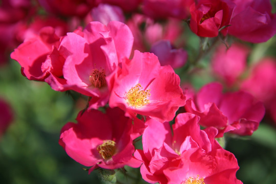 月季花