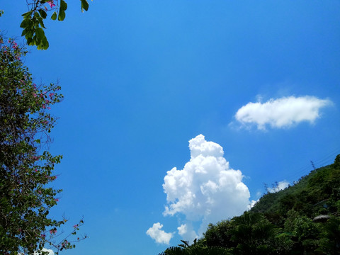 蓝天白云 森林山坡 仰望天空