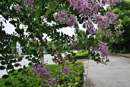 紫薇花 风景