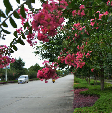 紫薇花 风景