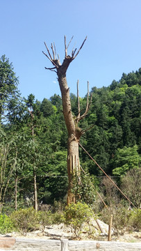 绿化 绿草 山上 夏天 树木