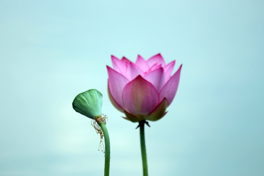 荷花 莲花