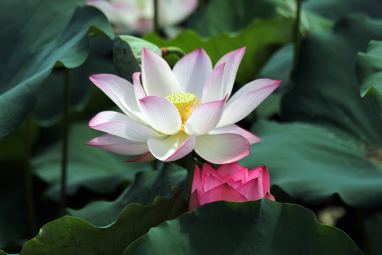 夏荷 花神