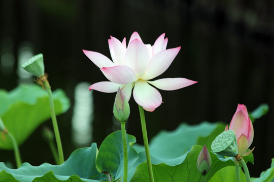 夏荷