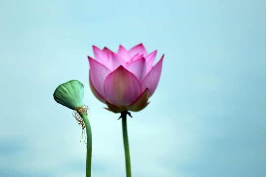 荷花