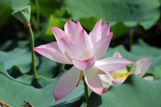 圣洁莲花
