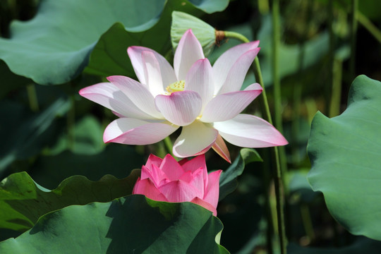 荷花 莲花