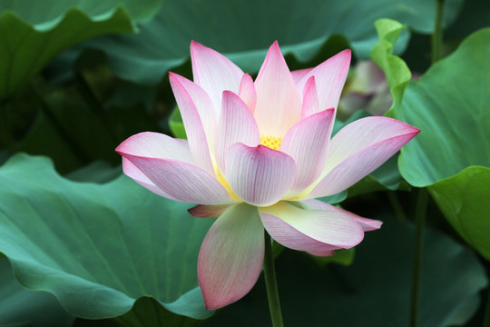 荷花 特写