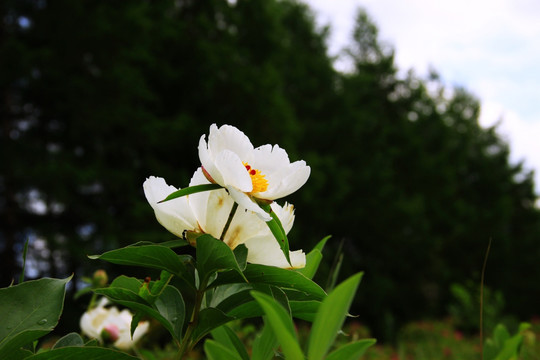 野生的芍药花