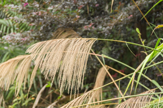 芦苇荡 芦苇絮