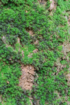 土坡上的苔藓 地衣