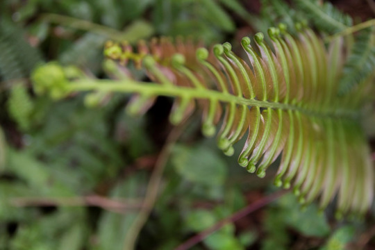 蕨类植物特写