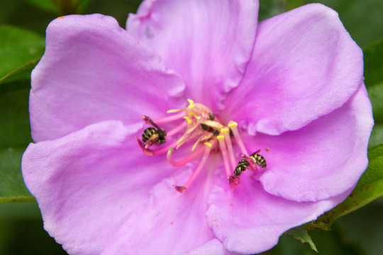 蜜蜂采蜜 毛菍花