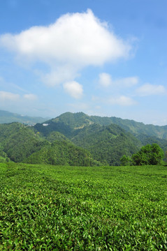 茶叶农业