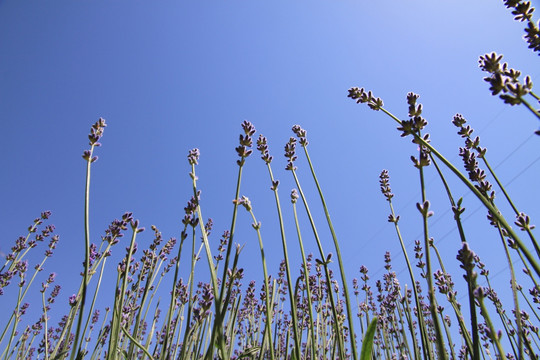 薰衣草花蕾