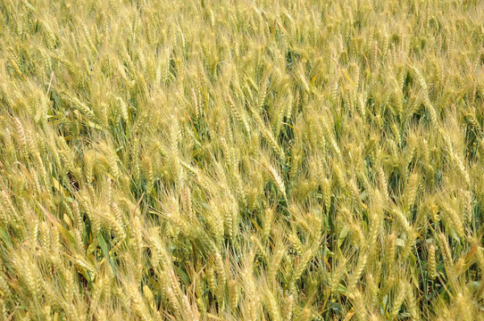 农田里种植的小麦