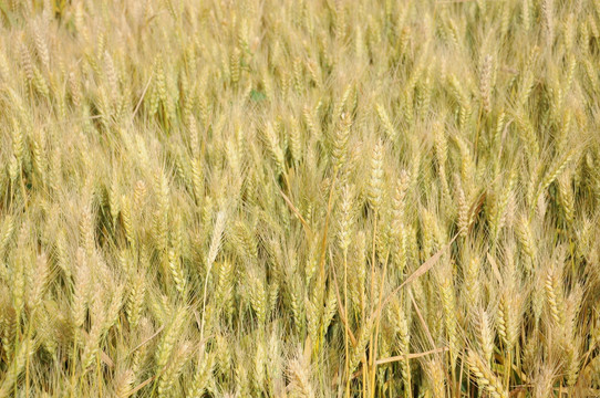 麦田里生长的小麦