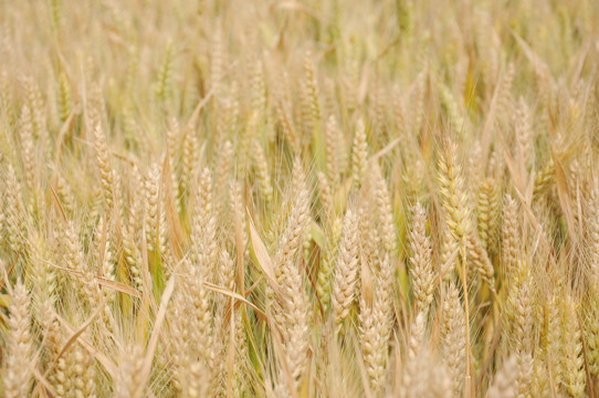 农田里快要成熟的小麦