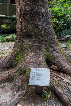 老树根 古树名木