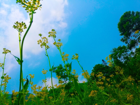 山花 蓝天