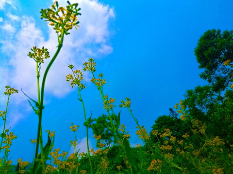 山花 蓝天