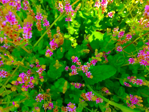 山花 野花