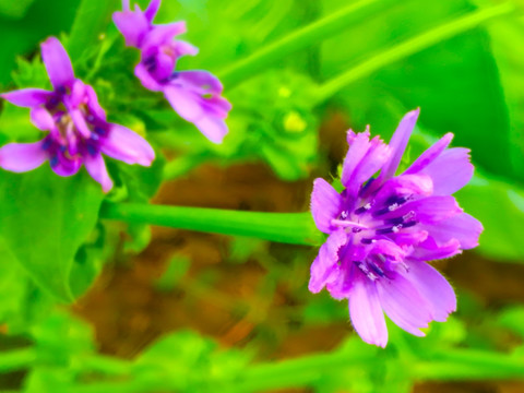 紫花 花枝
