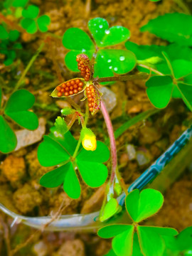 野草 豆荚