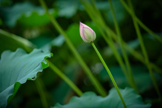 荷花